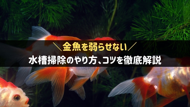 金魚の水槽掃除