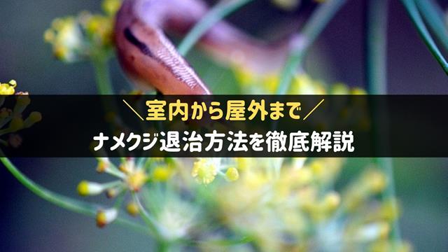 ナメクジ退治