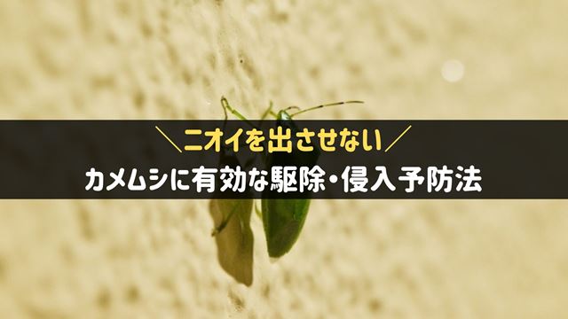 カメムシの駆除・侵入予防