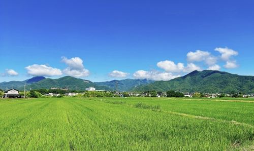 カメムシが発生する時期