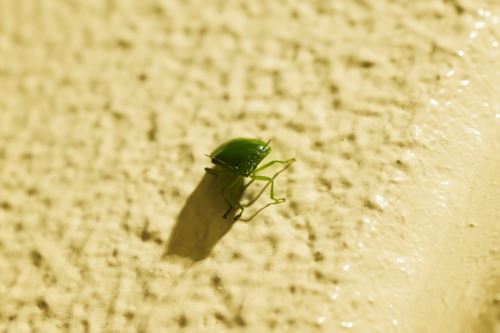 カメムシが大量発生する謎